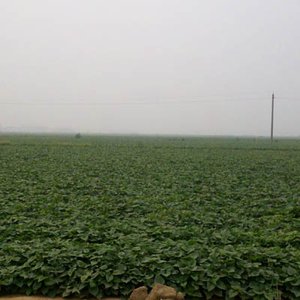紫薯供应基地紫薯大量供应