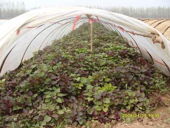 紫薯苗种植供应如何选择优质紫薯苗