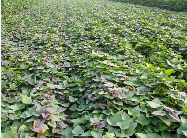 紫薯苗供应基地供应优质紫薯苗红薯苗