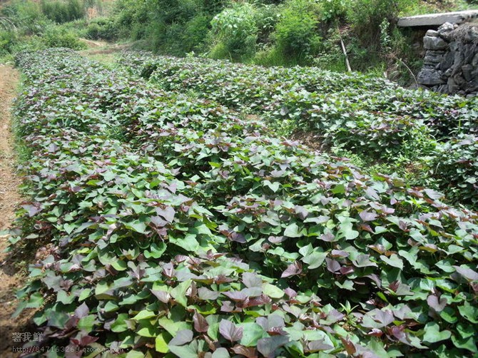 18年农业紫薯种植种植紫薯怎么样