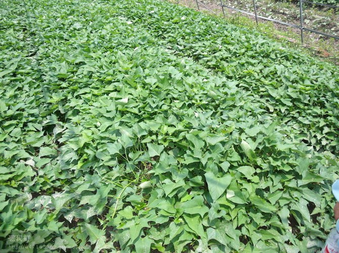 2018年红薯苗价格行情紫薯苗价格紫薯种植那个苗好