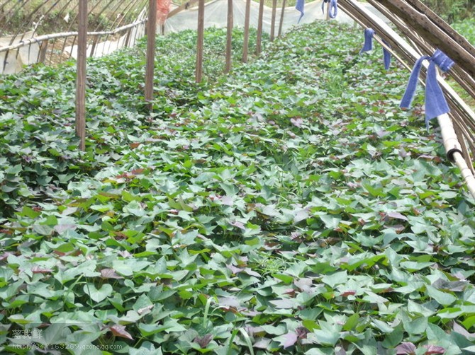 河北广宗县红薯苗价格紫薯苗行情紫薯苗红薯苗批发