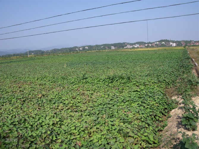 湖北红薯苗价格紫薯苗价格紫甘薯苗价格湖北有卖红薯苗的吗
