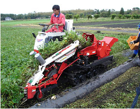 18年种植紫薯赚钱吗2018年红薯苗紫薯苗价格