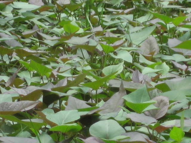18年种植紫薯赚钱吗2018年红薯苗紫薯苗价格