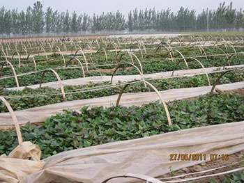 高产甘薯品种有那些高产紫薯苗红薯苗基地紫薯苗红薯苗高产技术