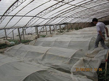 高产甘薯品种有那些高产紫薯苗红薯苗基地紫薯苗红薯苗高产技术