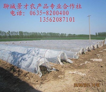 揭露紫薯的艰辛紫薯是不是转基因食品