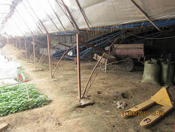 山东百亩紫薯育苗基地现各种紫薯品种苗预定