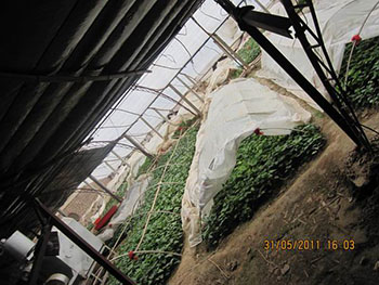 紫薯种植技术免费提供一亩紫薯苗多少钱