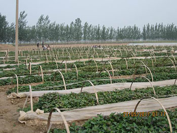 国内大型紫薯苗培育基地脱毒紫薯苗批发价格