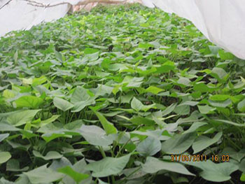 如何种植紫薯赚钱今年紫薯价格行情怎么样