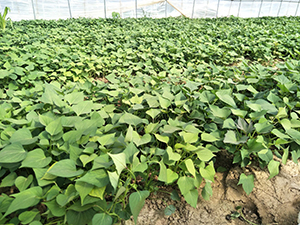 紫薯苗哪里有卖紫薯苗多少钱一颗哪里可以回收紫薯