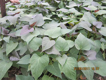 紫薯种植新闻|截至2017年底山东紫薯种植业险600万亩