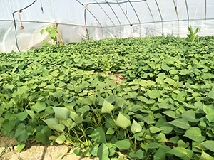 紫薯的种植方法紫薯种植如何预防地下害虫