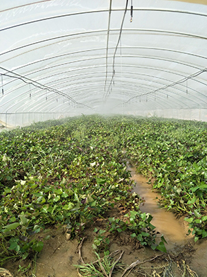 云南红河紫薯大量上市云南紫薯大量供应